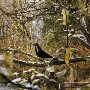 Lampa dekoracyjna Eames House Bird czarna z żywicy